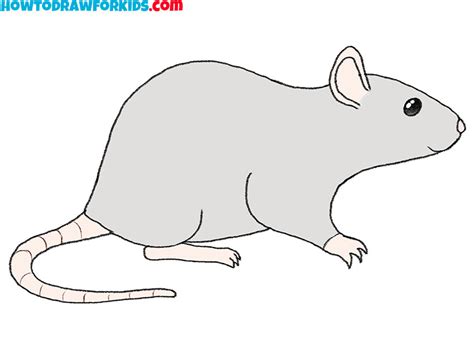 easy draw rat|drawing of a small rat.